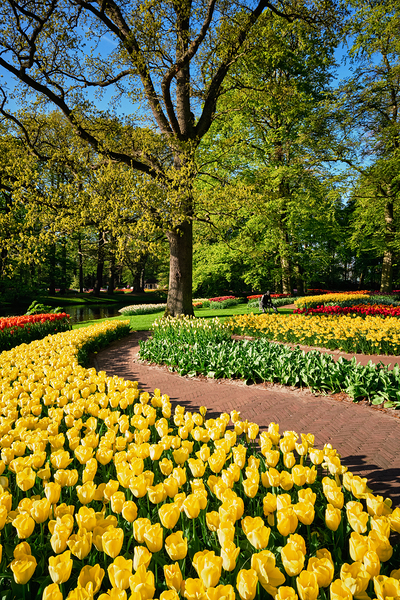 Blooming tulips flowerbeds in Keukenhof flower garden Netherlan by Dmitry Rukhlenko