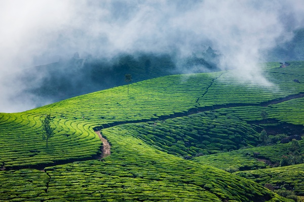 Green tea plantations in Munnar Kerala India by Dmitry Rukhlenko