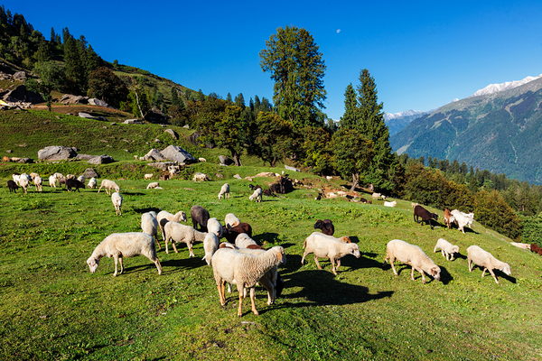 Flock of sheep in the Himalayas by Dmitry Rukhlenko