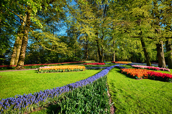 Blooming tulips flowerbeds in Keukenhof flower garden Netherlan by Dmitry Rukhlenko