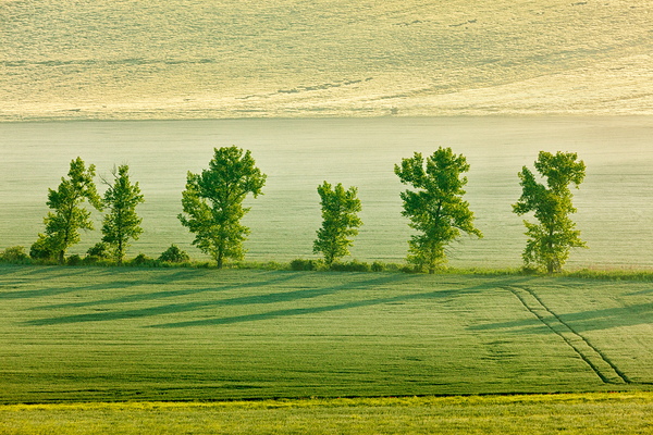 Moravian rolling landscape with trees in morning by Dmitry Rukhlenko