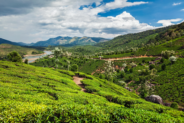 Tea plantations in India by Dmitry Rukhlenko