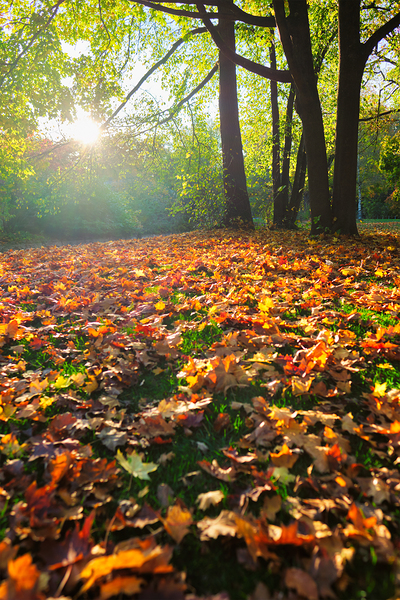 Golden autumn fall October in famous Munich relax place   Englishgarten. Munchen Bavaria Germany by Dmitry Rukhlenko