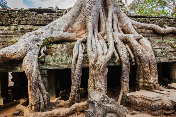 Ancient ruins and tree roots Ta Prohm temple Angkor Cambodia by Dmitry Rukhlenko
