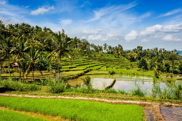 Green rice terraces by Dmitry Rukhlenko