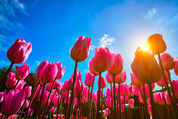Blooming tulips against blue sky low vantage point by Dmitry Rukhlenko