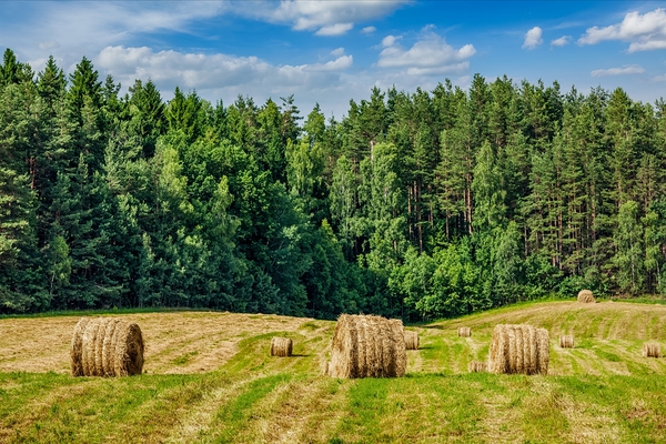 Summer Landscape with Hay Bales on Field by Dmitry Rukhlenko