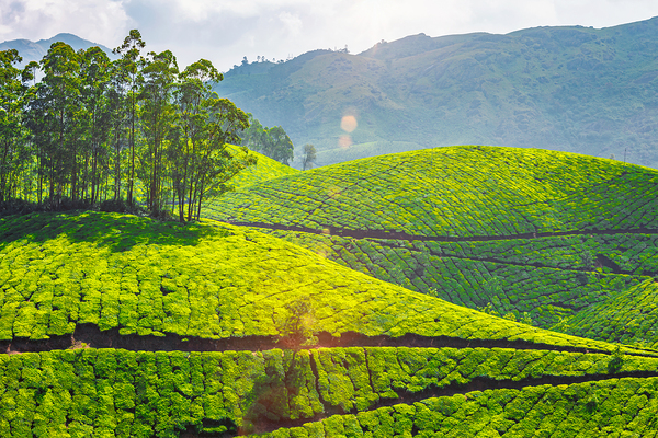 Tea plantations in Munnar Kerala India. by Dmitry Rukhlenko