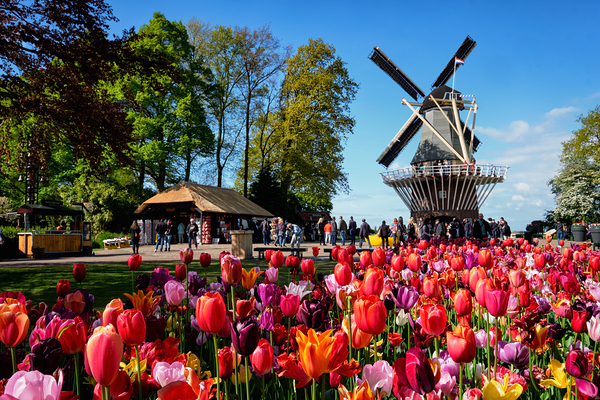 Blooming tulips flowerbed and windmill in Keukenhof flower garde by Dmitry Rukhlenko
