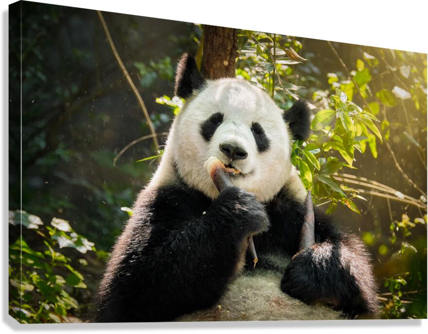 Giant panda bear in China Canvas Print
