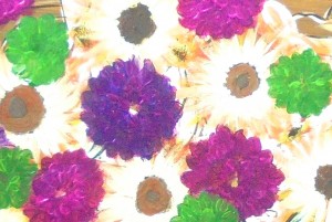 Purple Mums