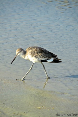 Ba Bum Bird
