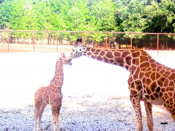 Giraffe Kisses by dawnrettew