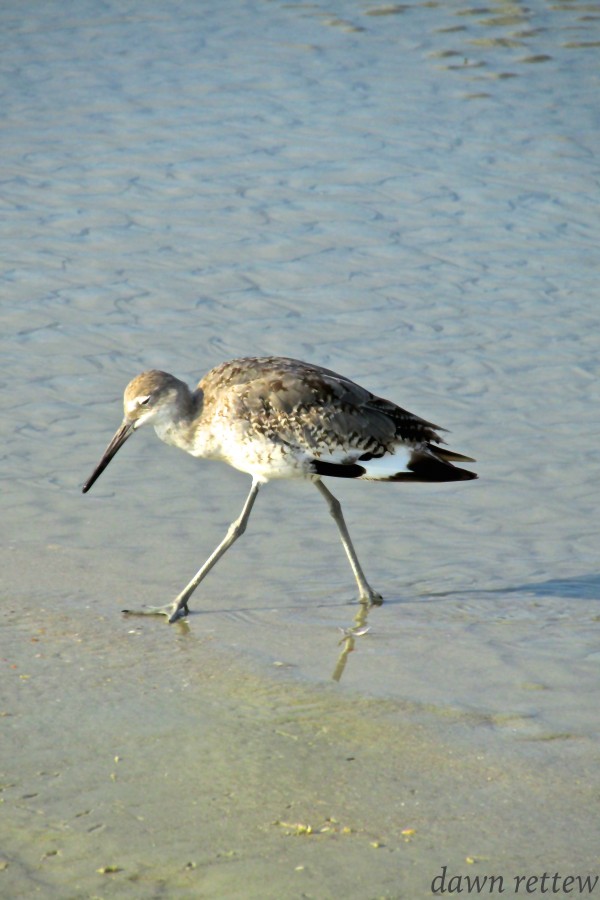 Ba Bum Bird Print