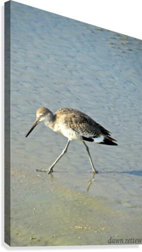 Ba Bum Bird Canvas Print