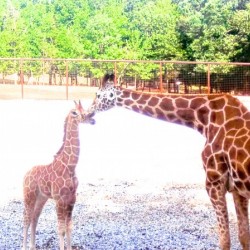 Giraffe Kisses