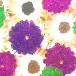 Purple Mums