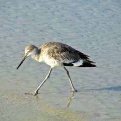 Ba Bum Bird