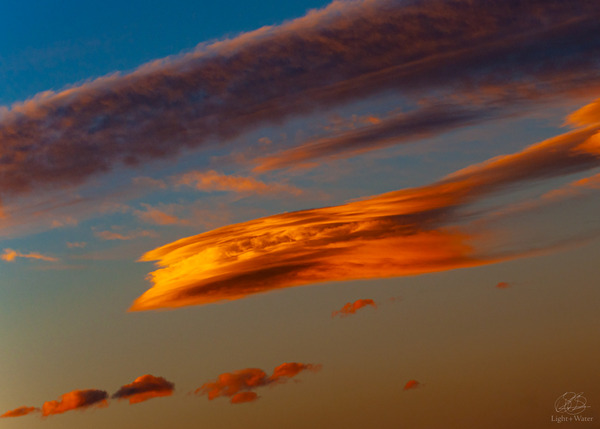 Great Orange Whale Print