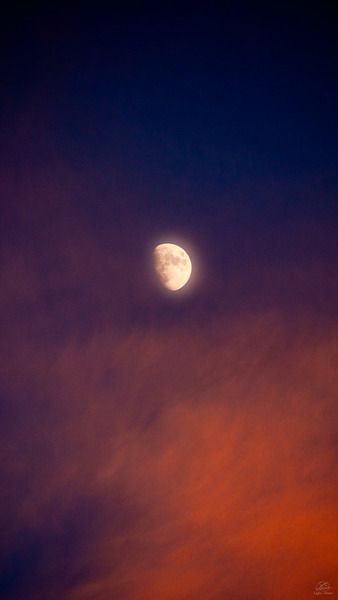 Lunatic Asylum Print