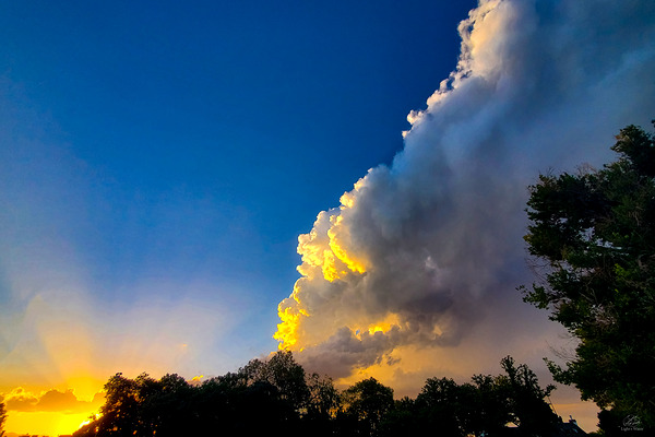 Mid Summer Nights Dream Print