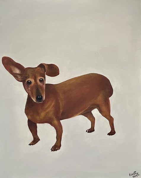 Dachshund  by Erin Randall