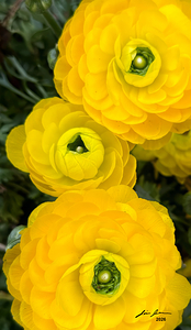 Ranunculus Explosion