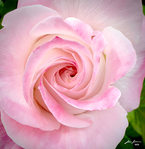 Pink Rose Twirl