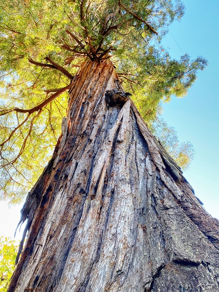 Ancient Redwood Print