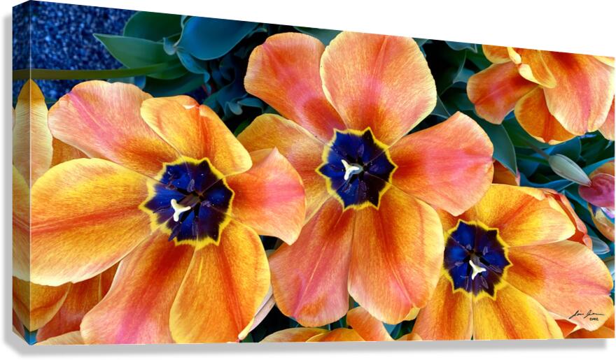 Tulip Explosion Canvas Print