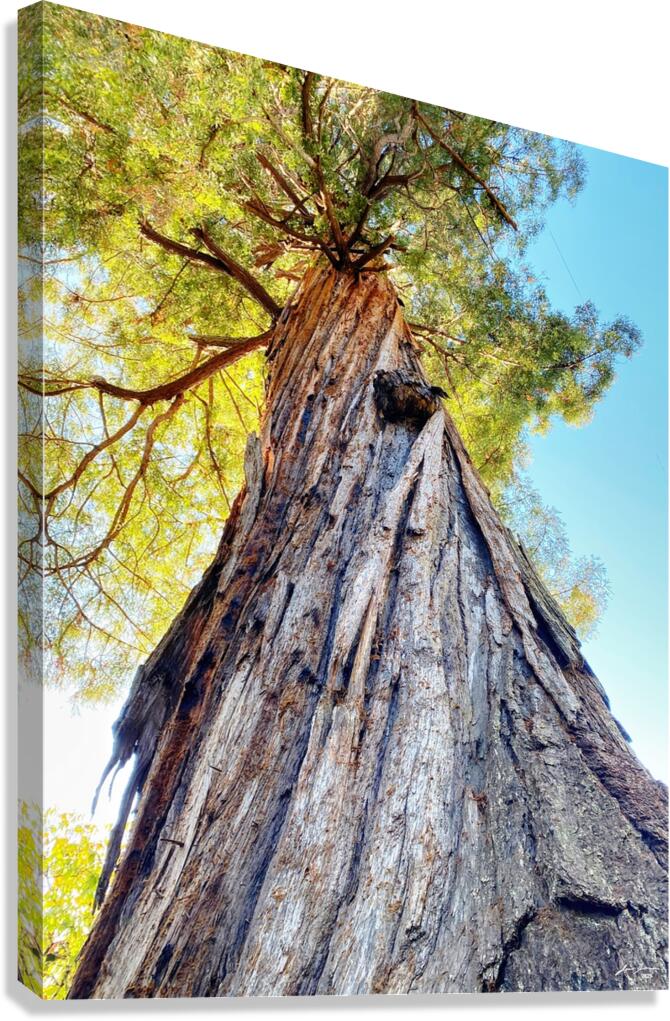 Ancient Redwood Canvas Print