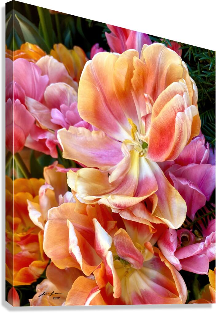Tulip Explosion 2 Canvas Print