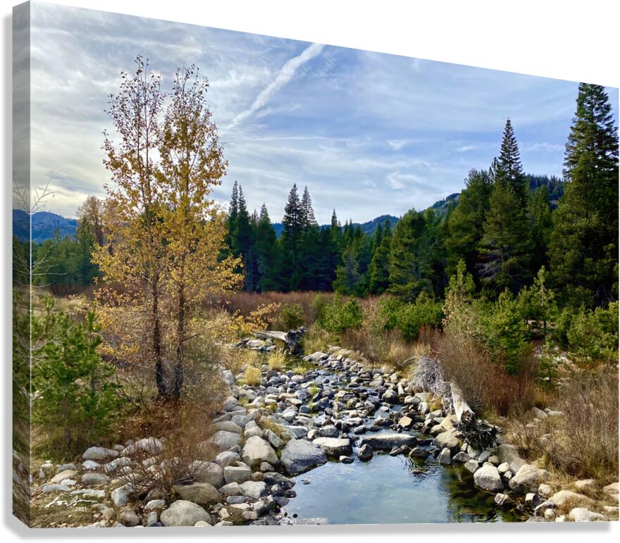 Tahoe Forest Canvas Print