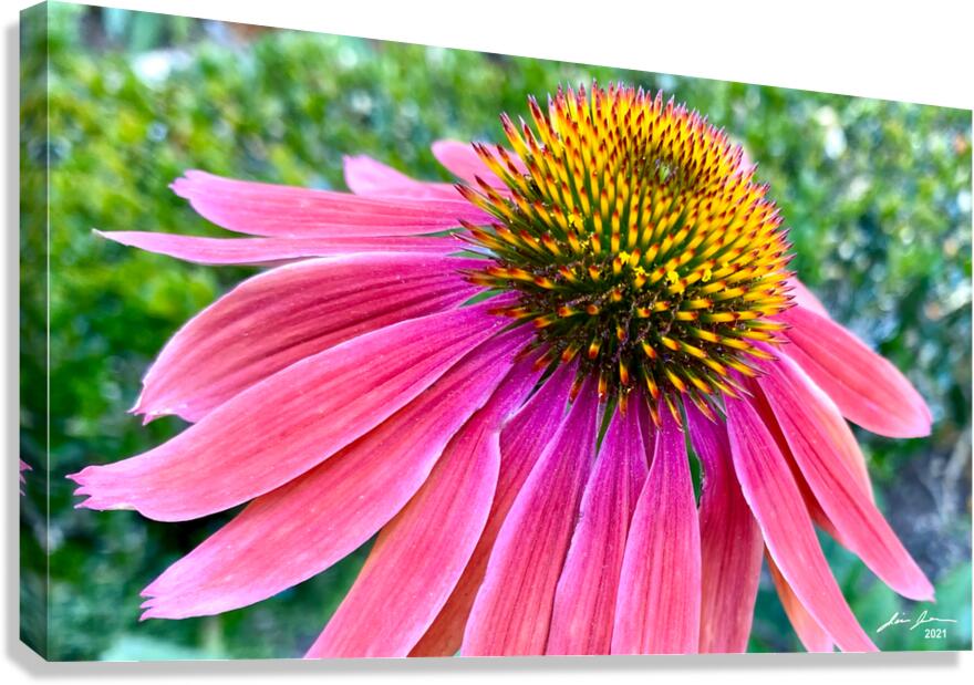 Cone Flower Canvas Print