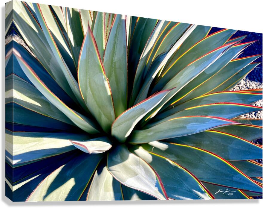 Yucca Explosion Canvas Print