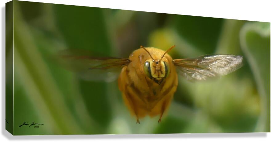 Teddy Bear Bee Canvas Print