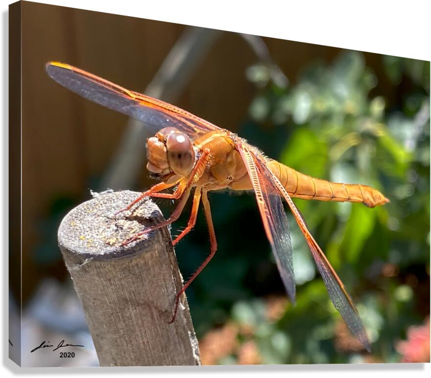 Dragonfly Resting Canvas Print