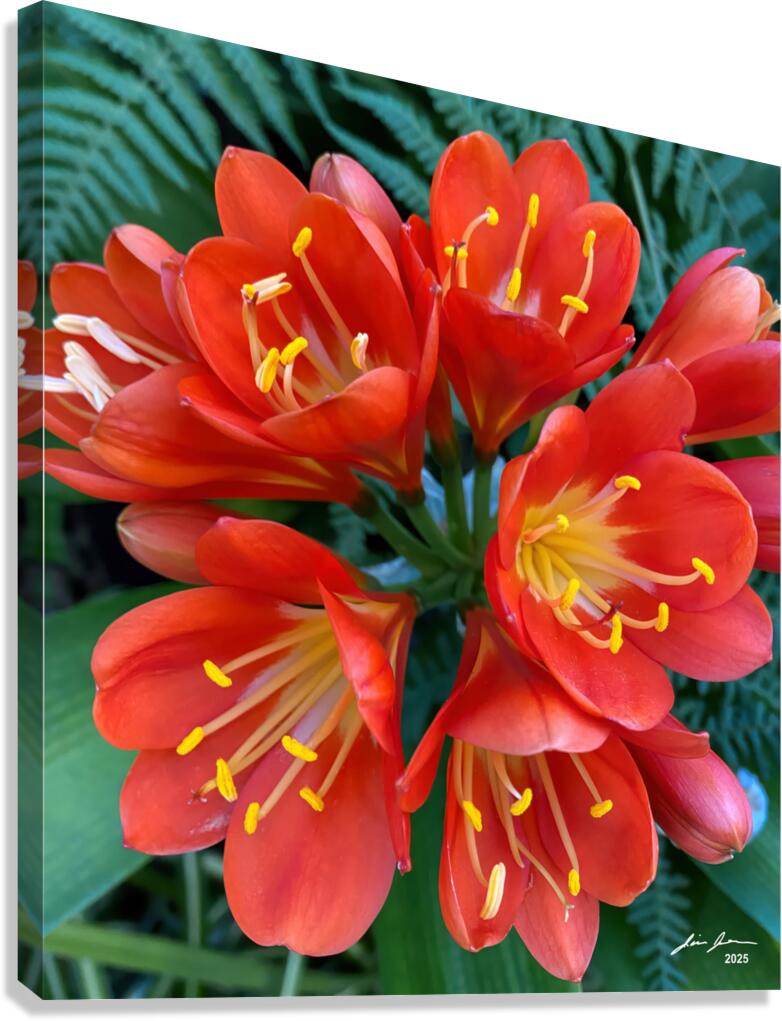 Clivia Canvas Print
