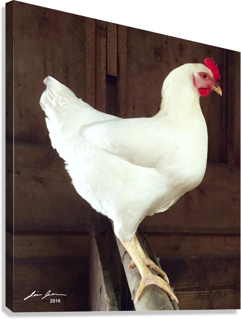 White Rooster Canvas Print