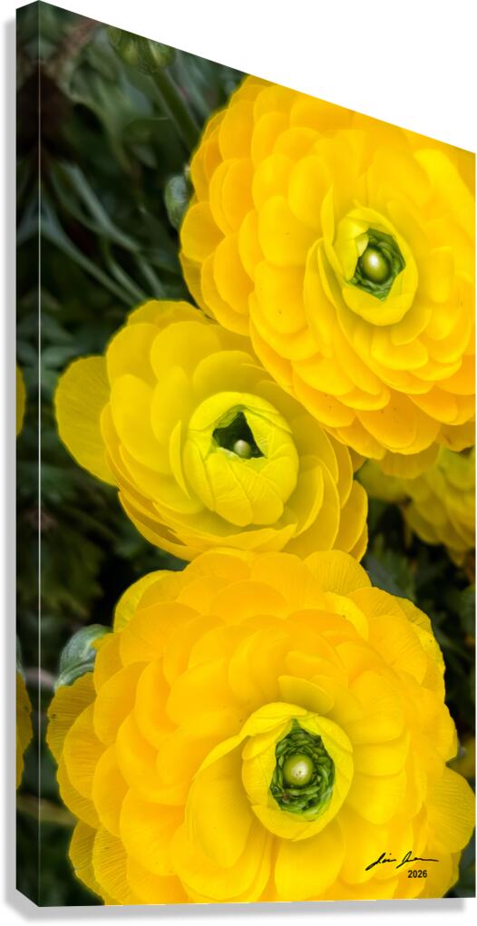 Ranunculus Explosion Canvas Print