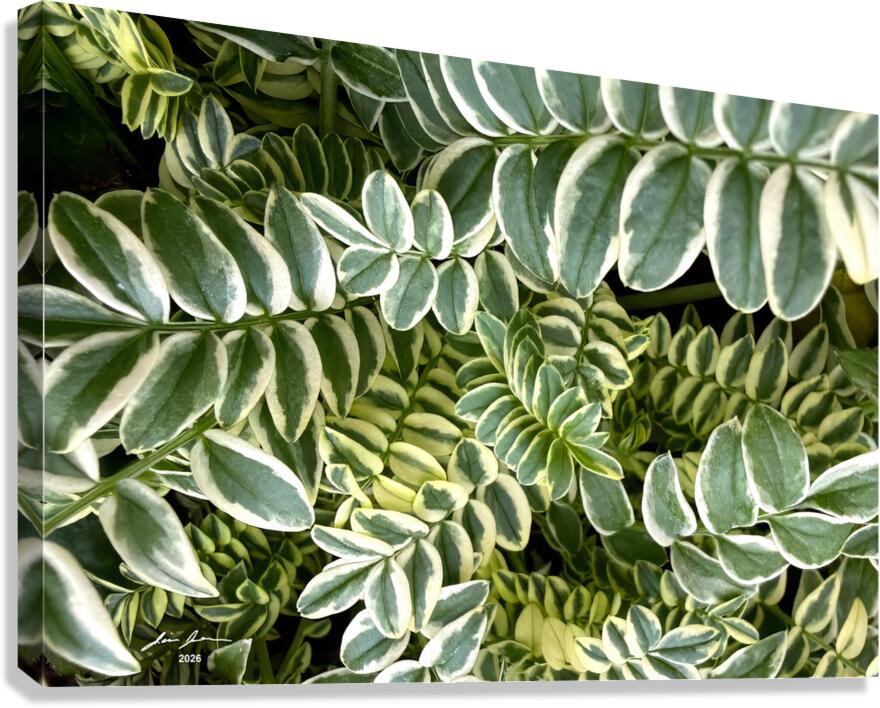 Jacobs Ladder Canvas Print