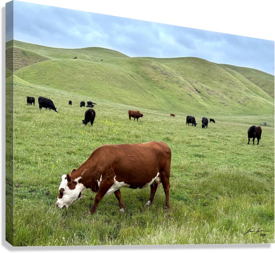Happy Cows Canvas Print