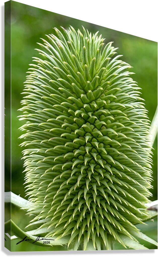 Thistle Canvas Print