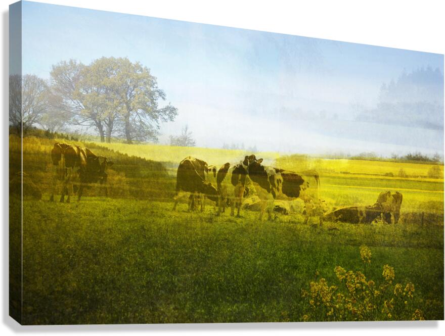 Belgian spring landscape Canvas Print