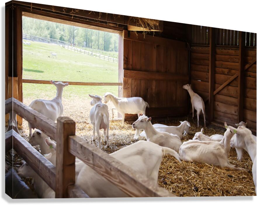  goats in barn Canvas Print