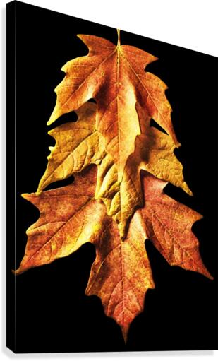 Fall Maple Leaves 1 Canvas Print