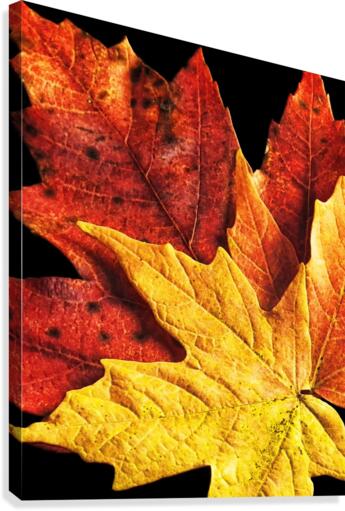 Fall Maple Leaves 2 Canvas Print
