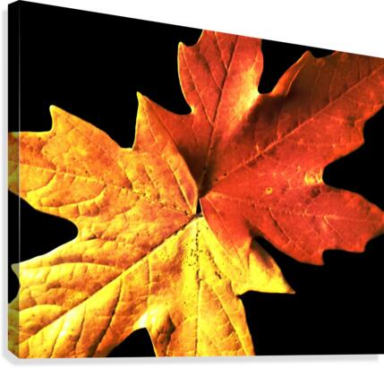 Fall Maple Leaves 3 Canvas Print