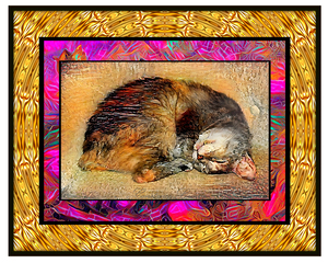 Cat Dreaming