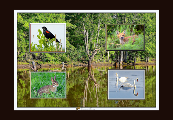 Bombay Hook National Wildlife Refuge by constance lowery